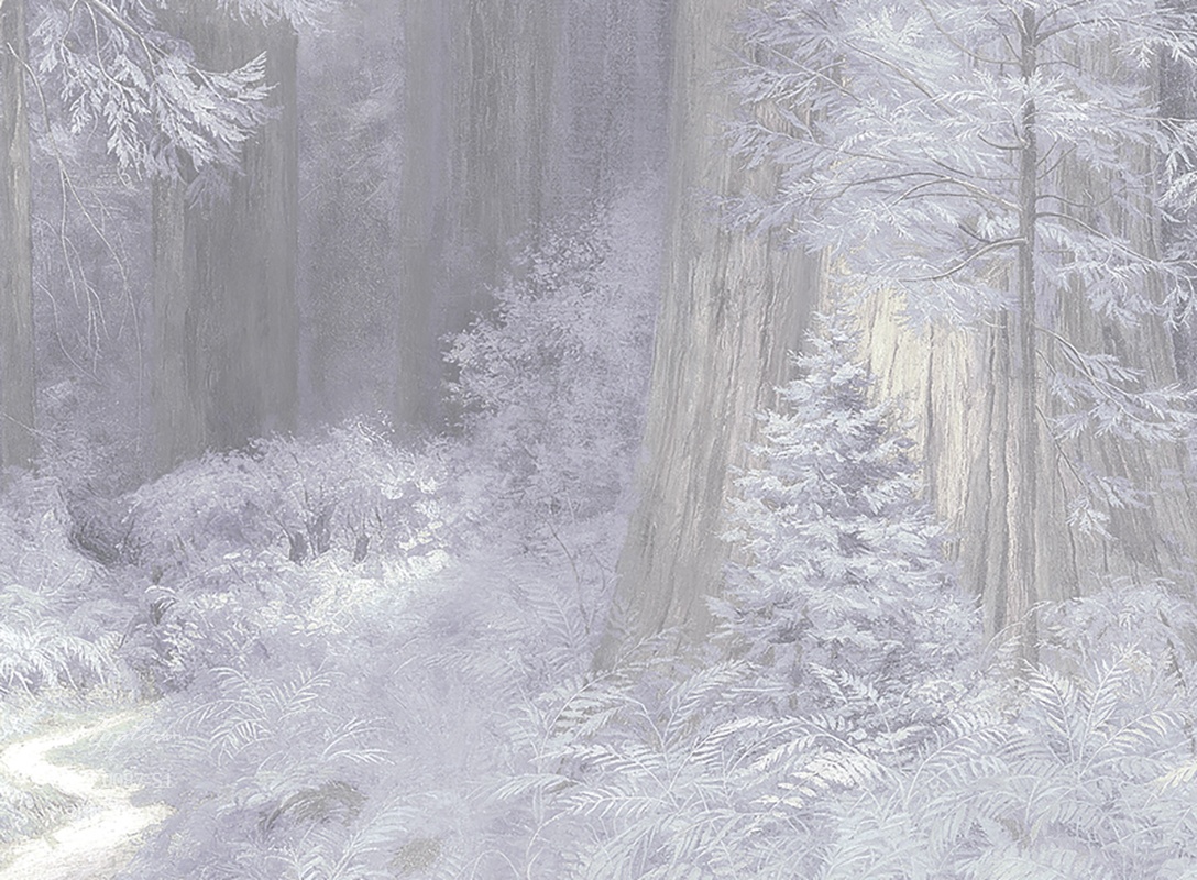 дизайнерские обои Секвойи