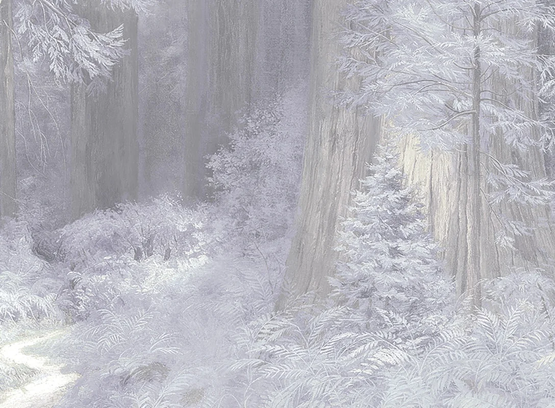 дизайнерские обои Секвойи