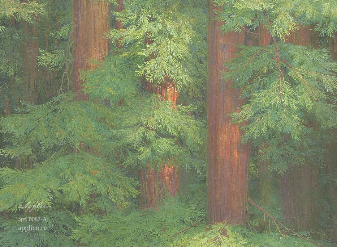 дизайнерские обои Секвойи